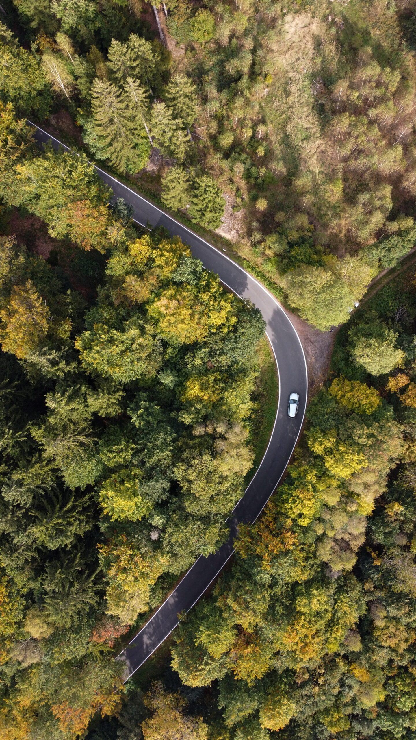 car driving down winding road through a forest