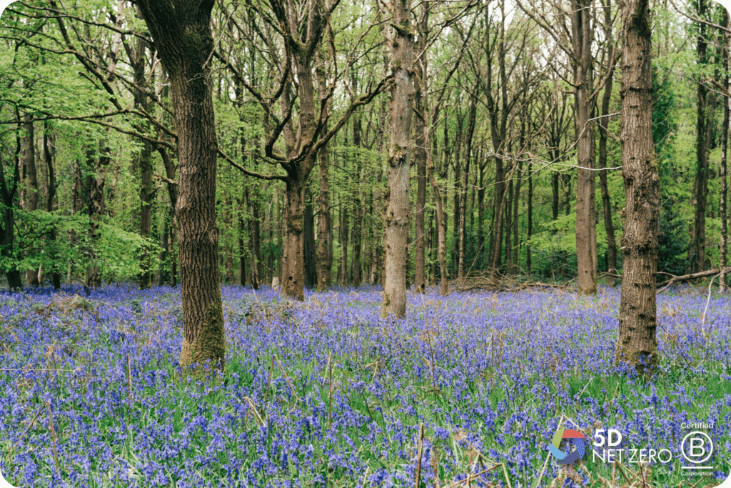 English woods with lavender
