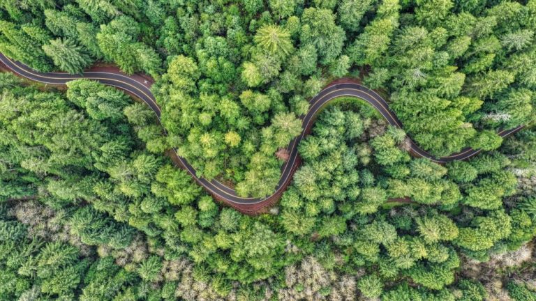A winding road curves through a dense green forest, seen from above, highlighting the importance of minimising environmental impact in scenic landscapes.