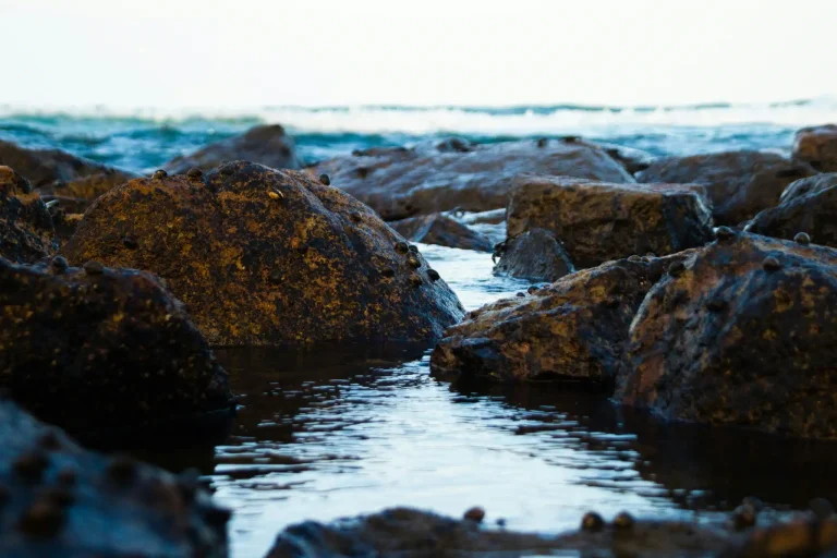 Large rocks with small snails sit in shallow tidal pools near the sea shore, with waves visible in the background under a bright sky.