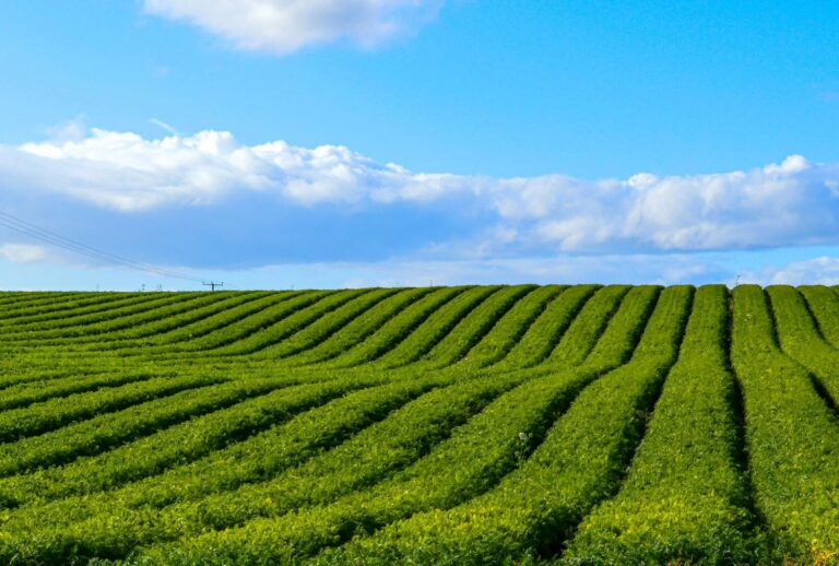 Green farm field with blue sky